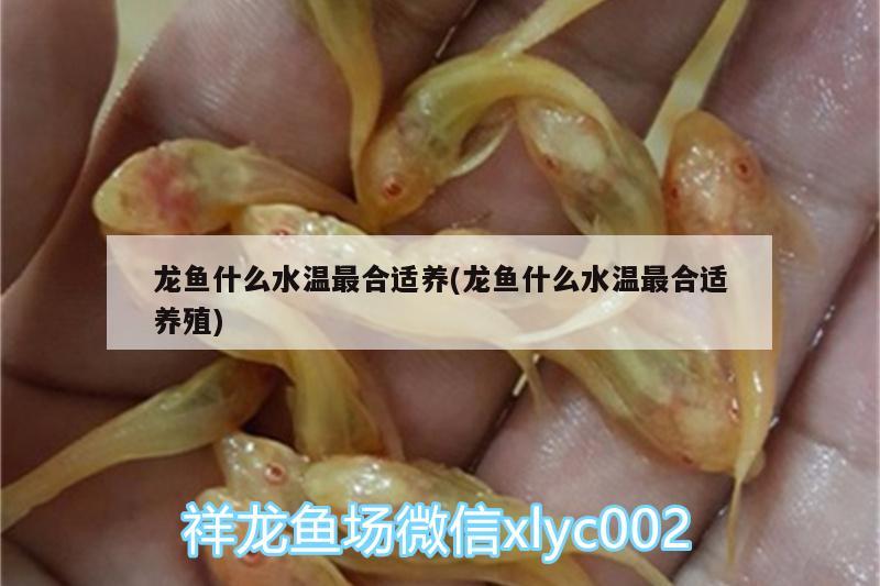 龍魚什么水溫最合適養(yǎng)(龍魚什么水溫最合適養(yǎng)殖)