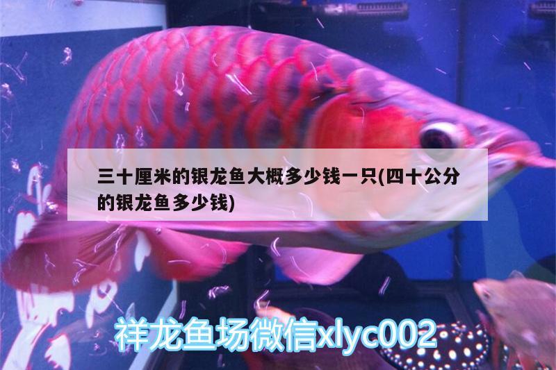 三十厘米的銀龍魚大概多少錢一只(四十公分的銀龍魚多少錢)