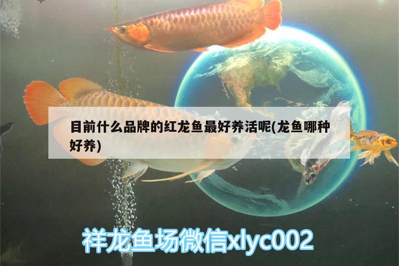 目前什么品牌的紅龍魚最好養(yǎng)活呢(龍魚哪種好養(yǎng))