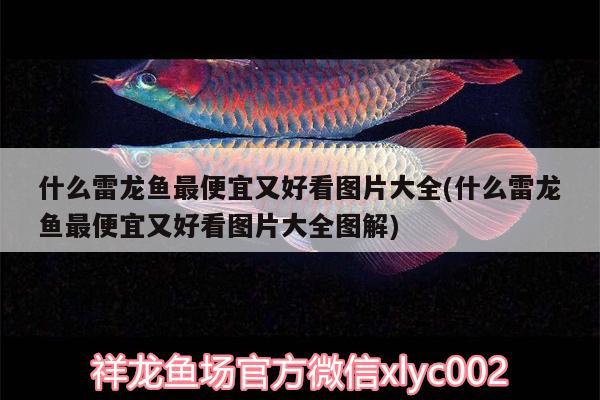 什么雷龍魚(yú)最便宜又好看圖片大全(什么雷龍魚(yú)最便宜又好看圖片大全圖解) 水溫計(jì)