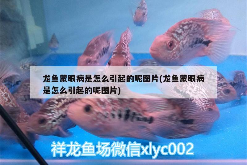 龍魚蒙眼病是怎么引起的呢圖片(龍魚蒙眼病是怎么引起的呢圖片)