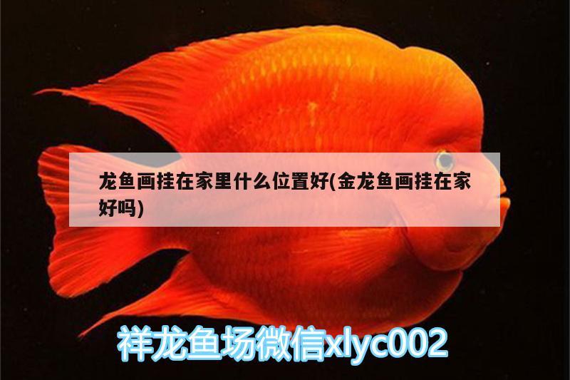 龍魚畫掛在家里什么位置好(金龍魚畫掛在家好嗎)