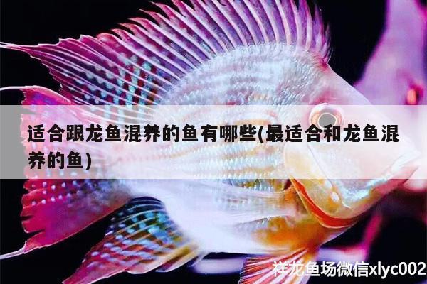 適合跟龍魚混養(yǎng)的魚有哪些(最適合和龍魚混養(yǎng)的魚) 撒旦鴨嘴魚