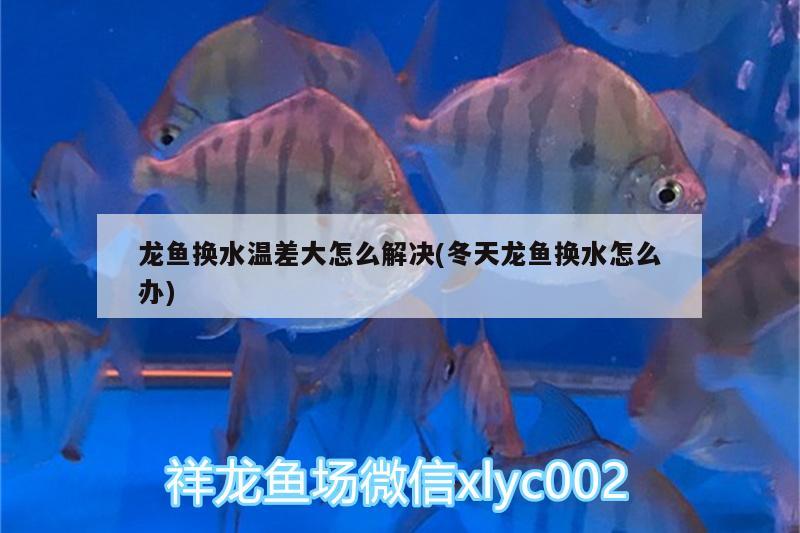 龍魚換水溫差大怎么解決(冬天龍魚換水怎么辦)