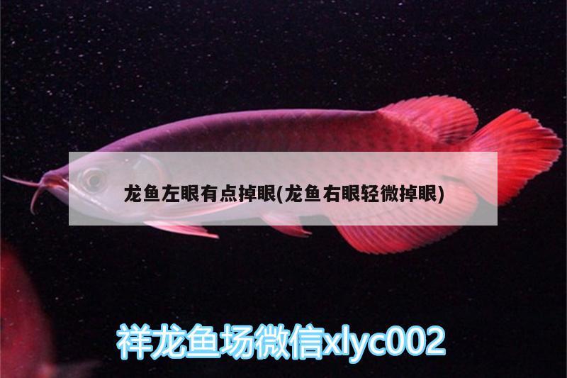 龍魚左眼有點掉眼(龍魚右眼輕微掉眼) 觀賞魚魚苗