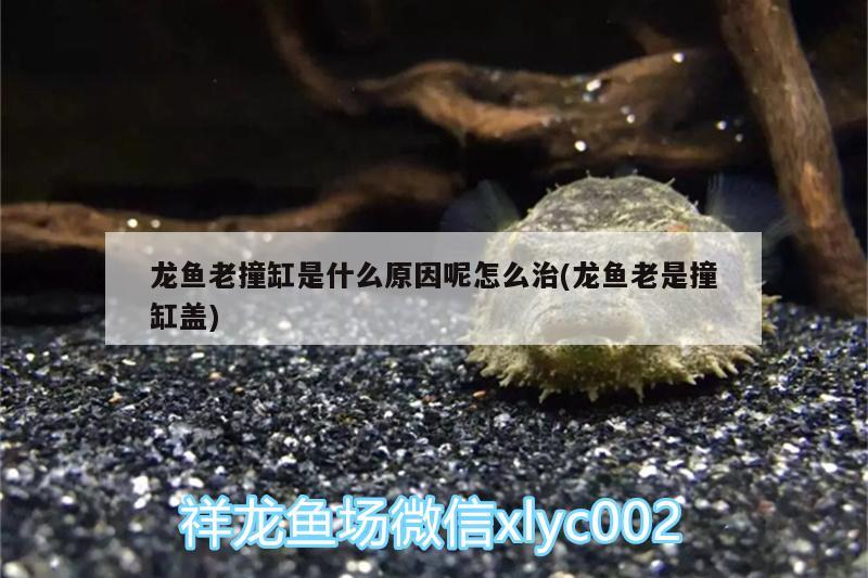 龍魚老撞缸是什么原因呢怎么治(龍魚老是撞缸蓋)