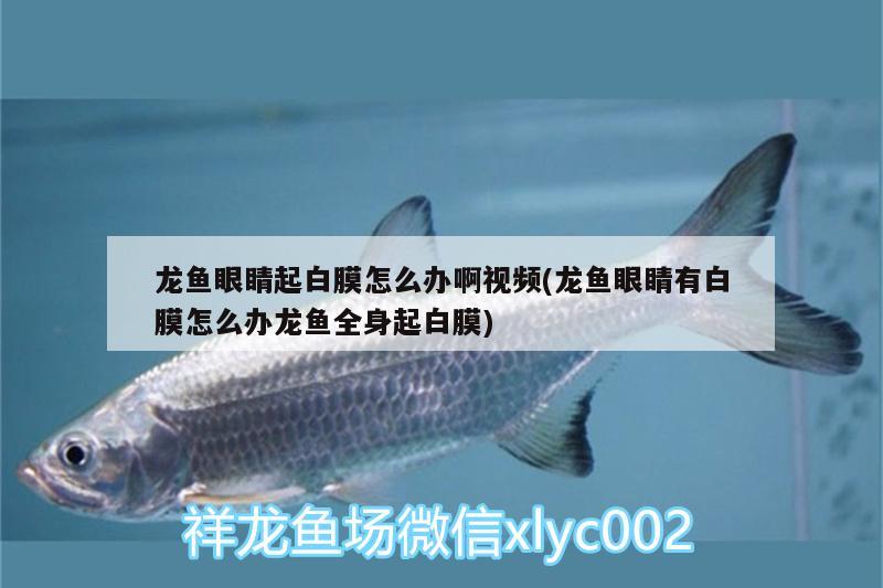 龍魚眼睛起白膜怎么辦啊視頻(龍魚眼睛有白膜怎么辦龍魚全身起白膜) 黃金達(dá)摩魚