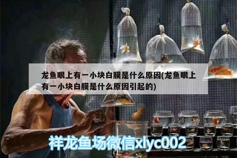 龍魚眼上有一小塊白膜是什么原因(龍魚眼上有一小塊白膜是什么原因引起的) 大嘴鯨魚