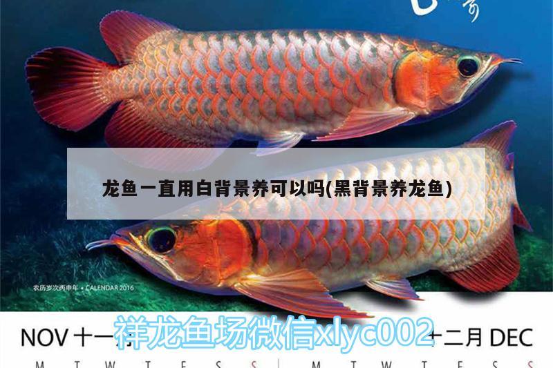 龍魚(yú)一直用白背景養(yǎng)可以嗎(黑背景養(yǎng)龍魚(yú))