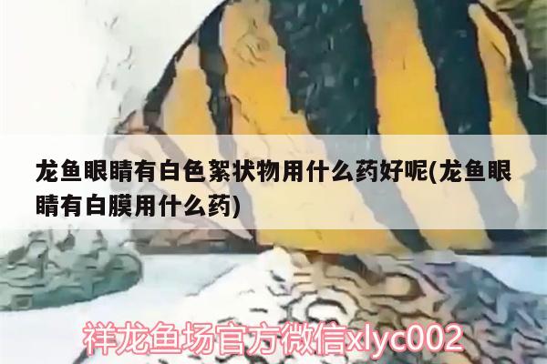 龍魚眼睛有白色絮狀物用什么藥好呢(龍魚眼睛有白膜用什么藥) 狗頭魚