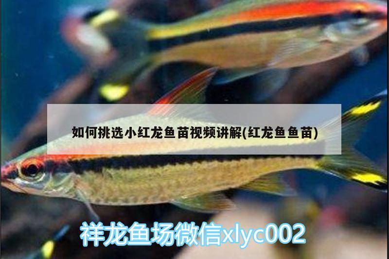 如何挑選小紅龍魚苗視頻講解(紅龍魚魚苗) 申古三間魚