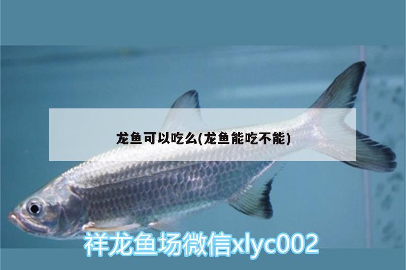 龍魚可以吃么(龍魚能吃不能) 熊貓異形魚L46