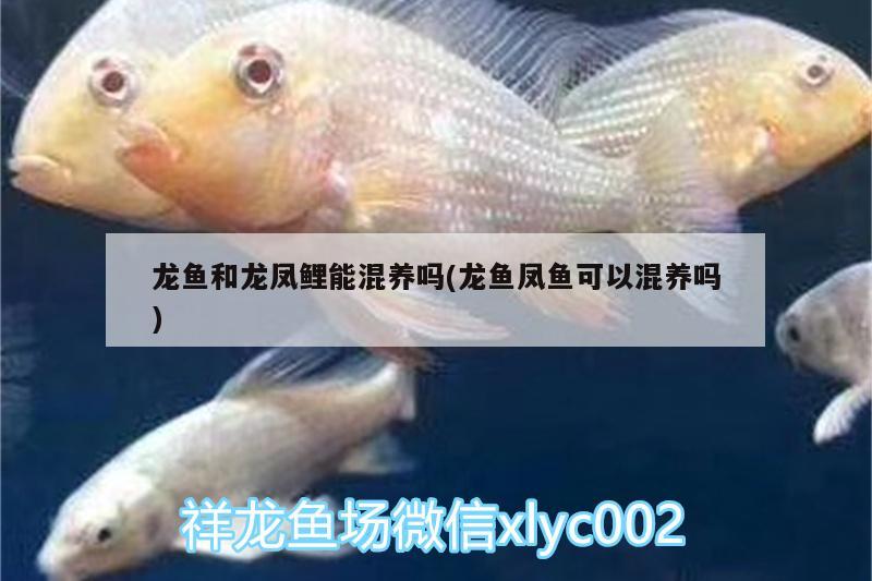 龍魚和龍鳳鯉能混養(yǎng)嗎(龍魚鳳魚可以混養(yǎng)嗎) 龍鳳鯉魚