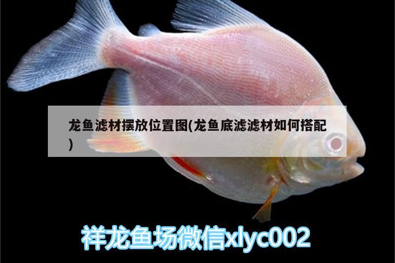 龍魚濾材擺放位置圖(龍魚底濾濾材如何搭配)