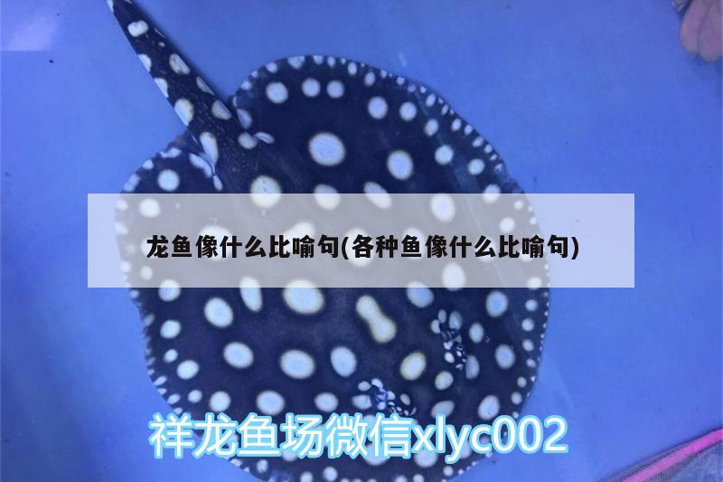 龍魚像什么比喻句(各種魚像什么比喻句) 白子金龍魚