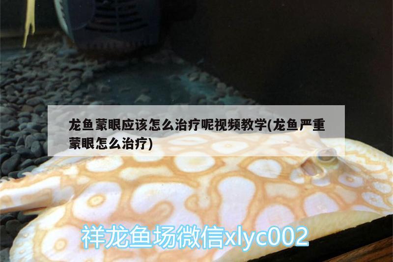 龍魚蒙眼應(yīng)該怎么治療呢視頻教學(xué)(龍魚嚴重蒙眼怎么治療)