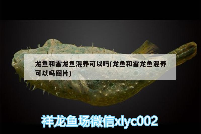 龍魚和雷龍魚混養(yǎng)可以嗎(龍魚和雷龍魚混養(yǎng)可以嗎圖片) 超血紅龍魚