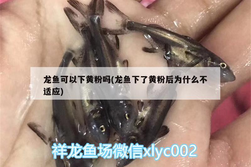 龍魚可以下黃粉嗎(龍魚下了黃粉后為什么不適應(yīng))