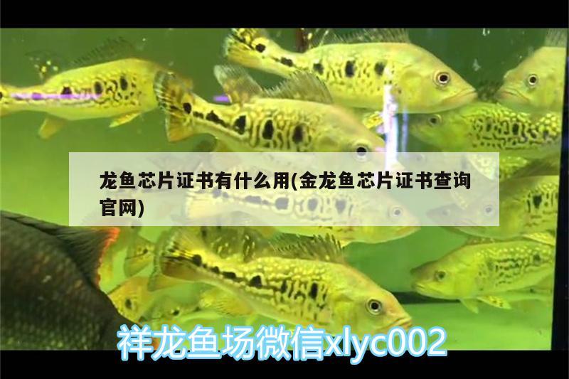 龍魚芯片證書有什么用(金龍魚芯片證書查詢官網(wǎng)) 朱巴利魚