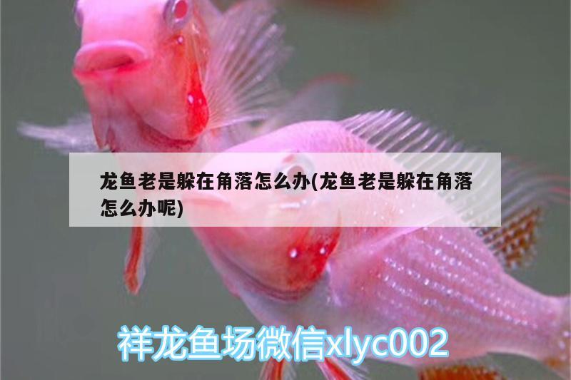 龍魚老是躲在角落怎么辦(龍魚老是躲在角落怎么辦呢)