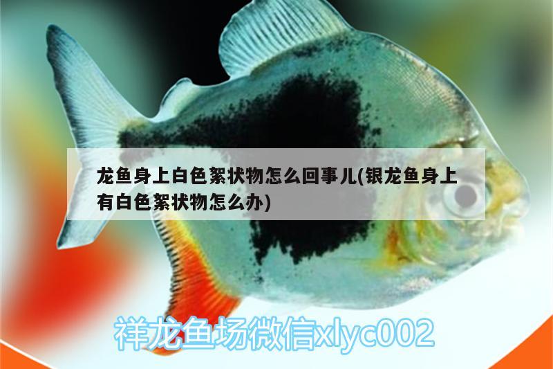 龍魚身上白色絮狀物怎么回事兒(銀龍魚身上有白色絮狀物怎么辦)