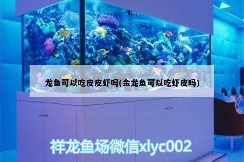 龍魚可以吃皮皮蝦嗎(金龍魚可以吃蝦皮嗎)