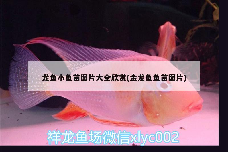 龍魚小魚苗圖片大全欣賞(金龍魚魚苗圖片) 細線銀版魚