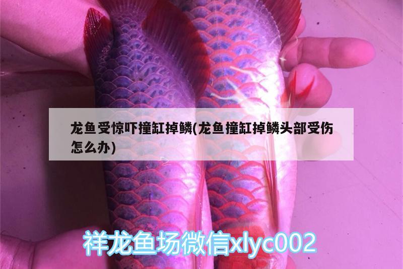 龍魚(yú)受驚嚇撞缸掉鱗(龍魚(yú)撞缸掉鱗頭部受傷怎么辦) 溫控設(shè)備