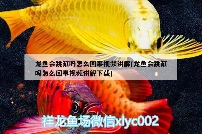 濟(jì)寧金龍魚(yú)代理電話地址（金龍魚(yú)經(jīng)銷(xiāo)商電話） 大白鯊魚(yú)苗 第3張