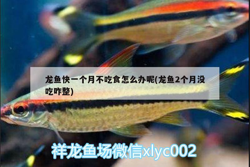 昆明哪里收購二手魚缸的？（昆明哪里收購二手魚缸和昆明二手魚缸批發(fā)市場介紹） 硝化細(xì)菌 第2張