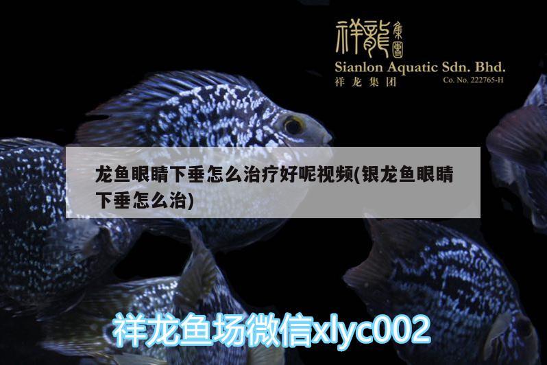 龍魚眼睛下垂怎么治療好呢視頻(銀龍魚眼睛下垂怎么治) 銀龍魚