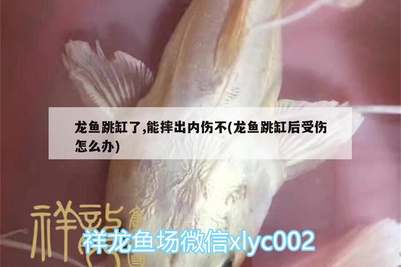 龍魚跳缸了,能摔出內(nèi)傷不(龍魚跳缸后受傷怎么辦) 埃及神仙魚