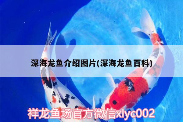 深海龍魚介紹圖片(深海龍魚百科)