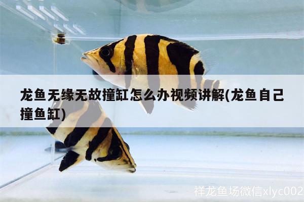 龍魚無緣無故撞缸怎么辦視頻講解(龍魚自己撞魚缸) 稀有金龍魚