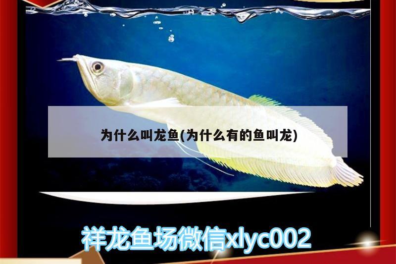 紅鼓魚的家常做法大全竅門，清蒸紅口魚的做法大全竅門，口魚怎么做好吃，清蒸紅口魚的家常做法 充氧泵 第2張