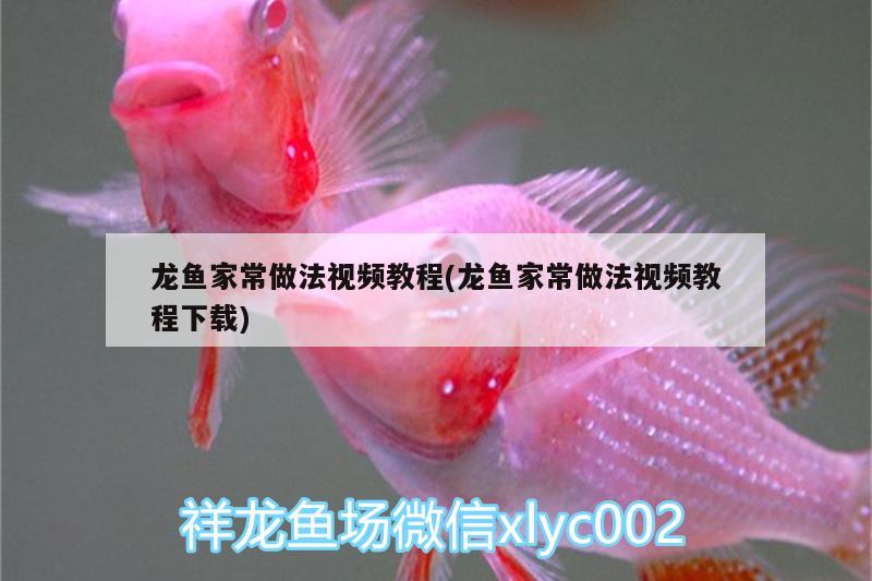 龍魚家常做法視頻教程(龍魚家常做法視頻教程下載) 金龍魚百科