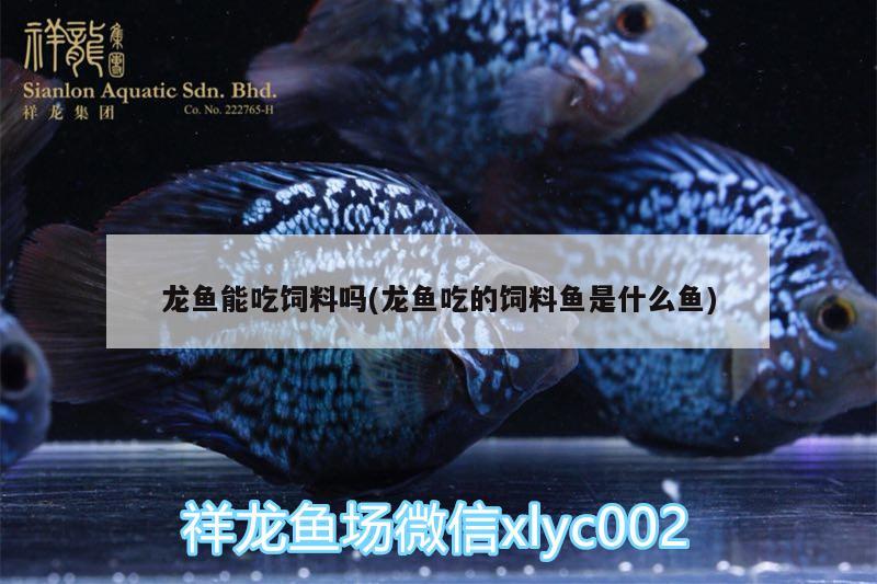 龍魚(yú)能吃飼料嗎(龍魚(yú)吃的飼料魚(yú)是什么魚(yú)) 龍魚(yú)批發(fā)