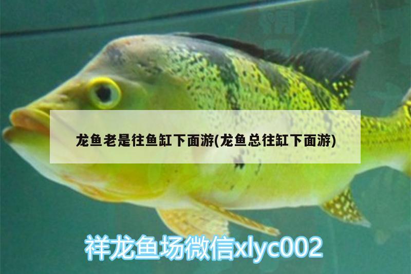 龍魚老是往魚缸下面游(龍魚總往缸下面游)