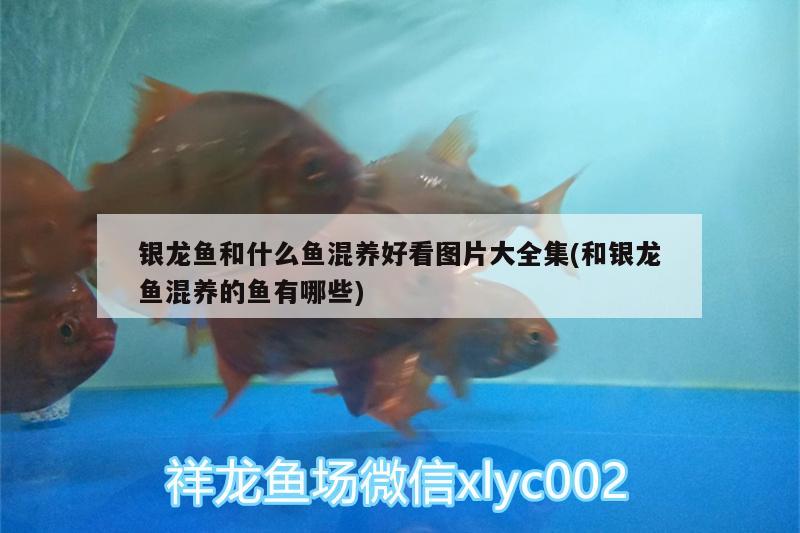 銀龍魚(yú)和什么魚(yú)混養(yǎng)好看圖片大全集(和銀龍魚(yú)混養(yǎng)的魚(yú)有哪些)