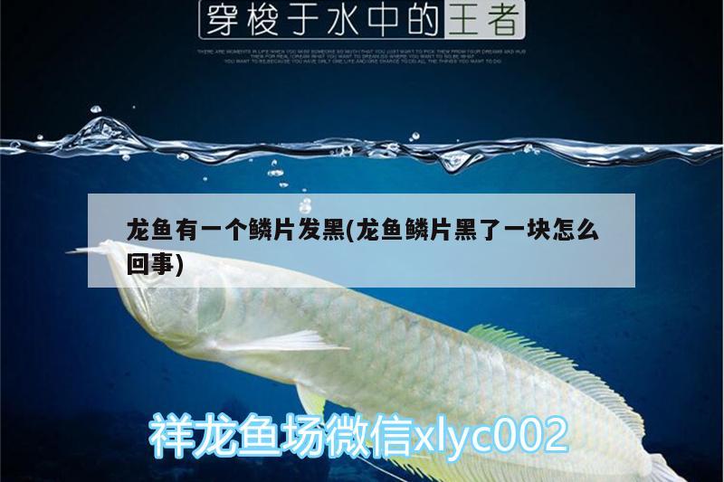 龍魚(yú)有一個(gè)鱗片發(fā)黑(龍魚(yú)鱗片黑了一塊怎么回事)