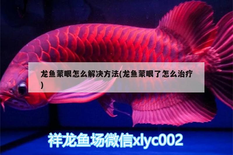 龍魚蒙眼怎么解決方法(龍魚蒙眼了怎么治療)