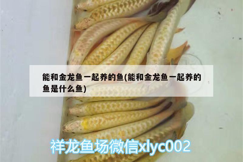 能和金龍魚一起養(yǎng)的魚(能和金龍魚一起養(yǎng)的魚是什么魚)