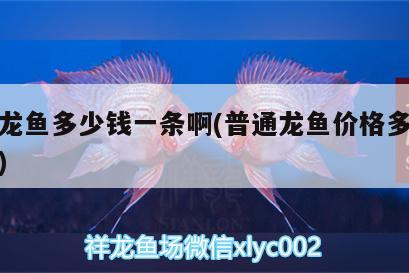 白條釣浮還是釣底怎么釣浮 熊貓異形魚L46 第2張