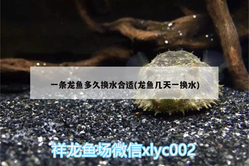 一條龍魚多久換水合適(龍魚幾天一換水) 祥龍藍珀金龍魚