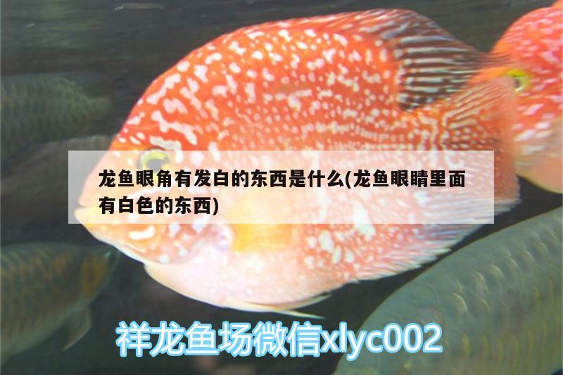 濱州觀賞魚市場彩鰈魚缸展示