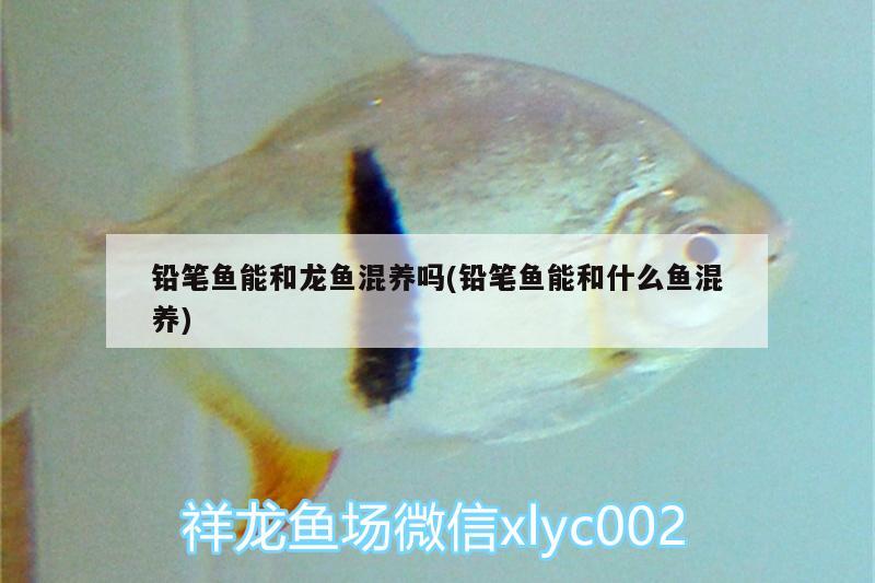 鉛筆魚(yú)能和龍魚(yú)混養(yǎng)嗎(鉛筆魚(yú)能和什么魚(yú)混養(yǎng))