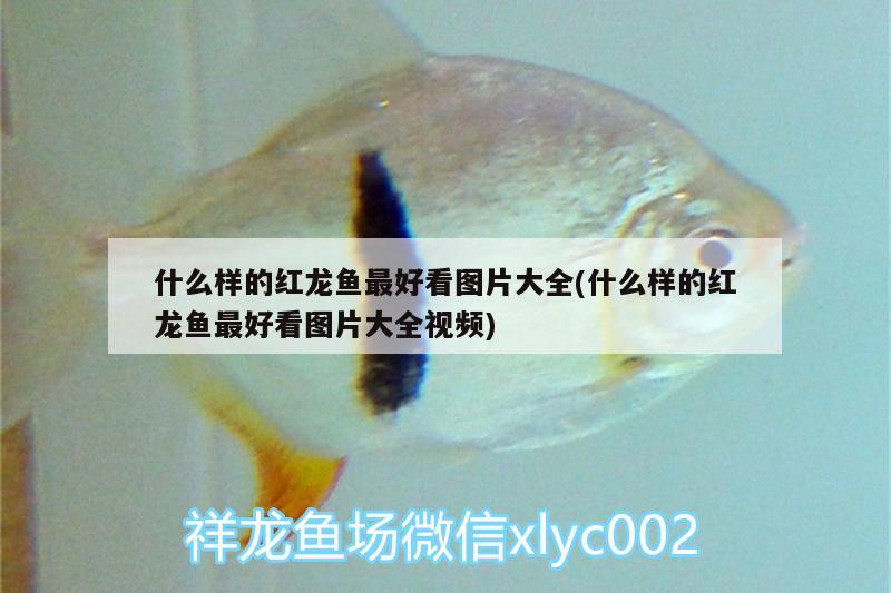 什么樣的紅龍魚最好看圖片大全(什么樣的紅龍魚最好看圖片大全視頻) 銀古魚苗