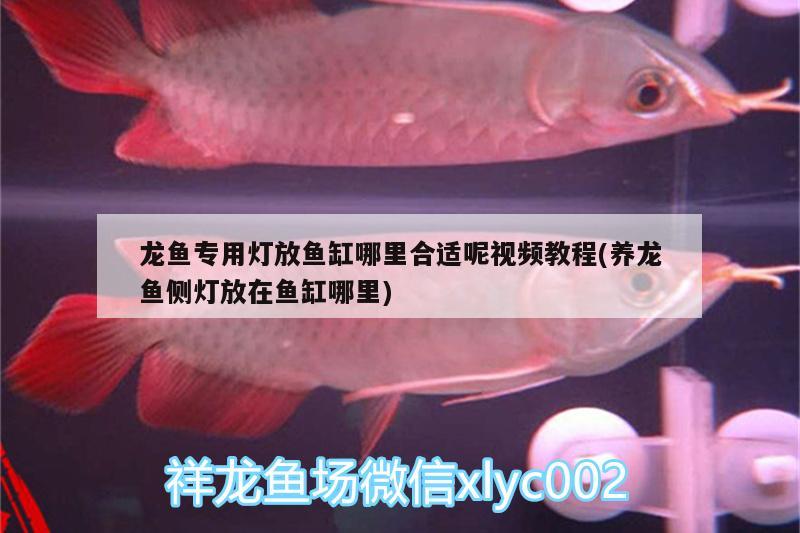 龍魚專用燈放魚缸哪里合適呢視頻教程(養(yǎng)龍魚側(cè)燈放在魚缸哪里) 其他益生菌