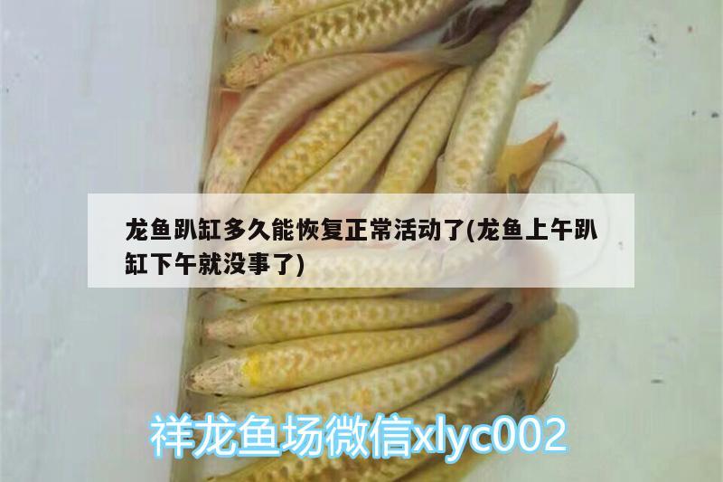 龍魚趴缸多久能恢復正?；顒恿?龍魚上午趴缸下午就沒事了)