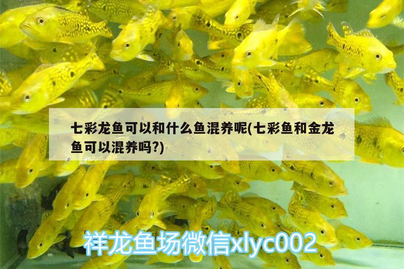 七彩龍魚可以和什么魚混養(yǎng)呢(七彩魚和金龍魚可以混養(yǎng)嗎?)